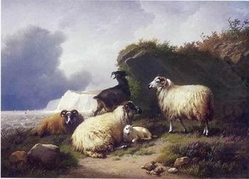 Sheep 157, unknow artist